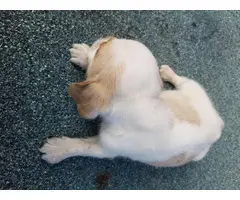 One Beagle puppy left - 7
