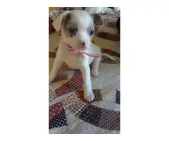 6 week old White / Merle Chihuahua puppy - 2