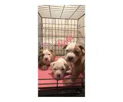8 weeks old Rednose pit bull puppies for sale