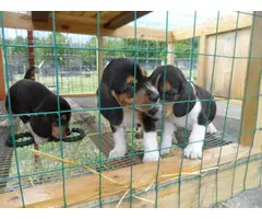 Three full blooded female beagle puppies