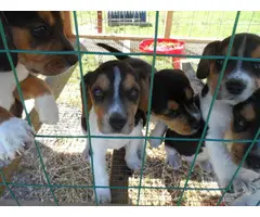 Three full blooded female beagle puppies - 2