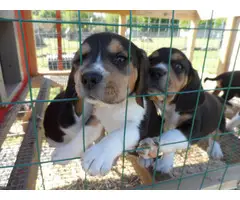 Three full blooded female beagle puppies - 3