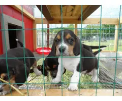 Three full blooded female beagle puppies - 5