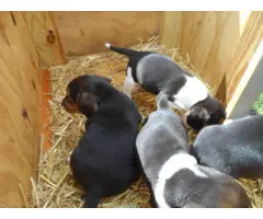 Three full blooded female beagle puppies - 7