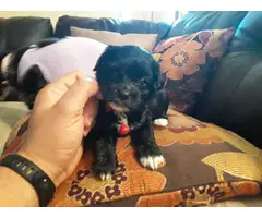 5 females and 1 male Shih-Poo Puppies for rehoming