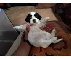 5 females and 1 male Shih-Poo Puppies for rehoming - 2