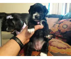 5 females and 1 male Shih-Poo Puppies for rehoming - 3