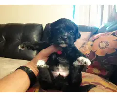 5 females and 1 male Shih-Poo Puppies for rehoming - 6