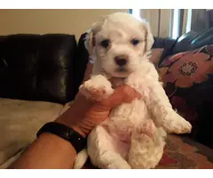 5 females and 1 male Shih-Poo Puppies for rehoming - 7