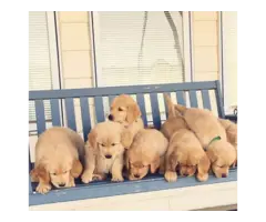 4 adorable Boys and 3 girls of Golden Retriever are available now.