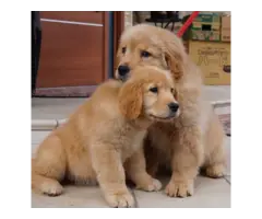 4 adorable Boys and 3 girls of Golden Retriever are available now. - 2