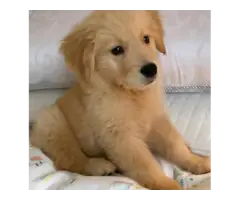 4 adorable Boys and 3 girls of Golden Retriever are available now. - 3