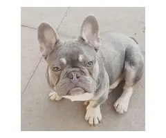 gorgeous little french bulldog ready for adoption.