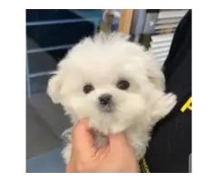 Very cute and adorable teacup Maltese