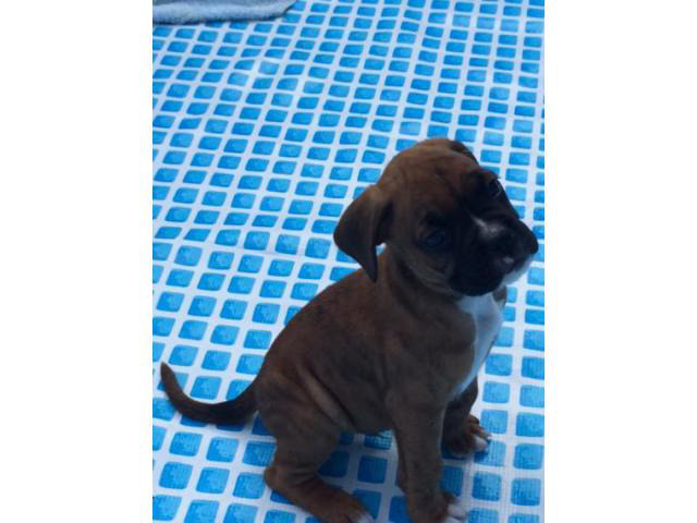 boxer puppies for sale in texas
