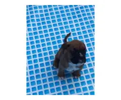 boxer puppies for sale - 2