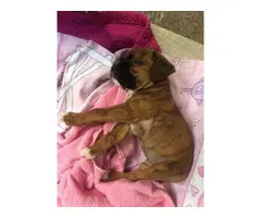boxer puppies for sale - 3