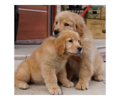 4 cute Boys and 3 girls of Golden Retriever are available ...