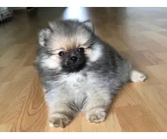 Adorable pom puppy