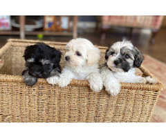 Stunning Top Quality Maltipoo Pra-clear in Leominster ...