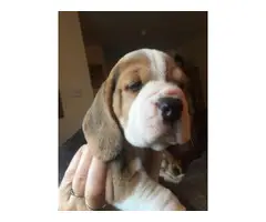 beautiful tri colour beagle puppies for sale