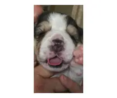 beautiful tri colour beagle puppies for sale - 2