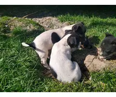 4 rat terrier pups are good to go - 2