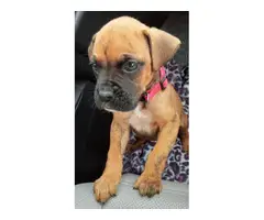 Adorable male boxer puppy need good home