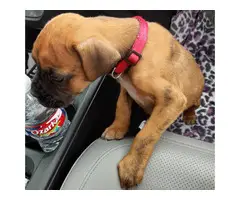 Adorable male boxer puppy need good home - 2
