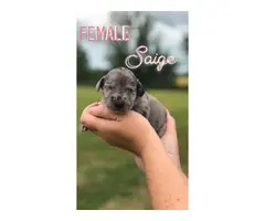 Litter of 11 Great Dane Puppies available