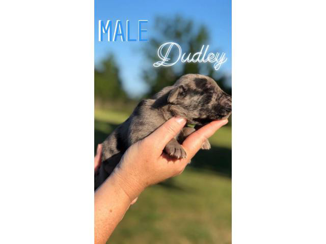 Litter of 11 Great Dane Puppies available in Houston ...