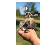 Litter of 11 Great Dane Puppies available - 7