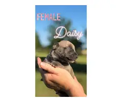 Litter of 11 Great Dane Puppies available - 9
