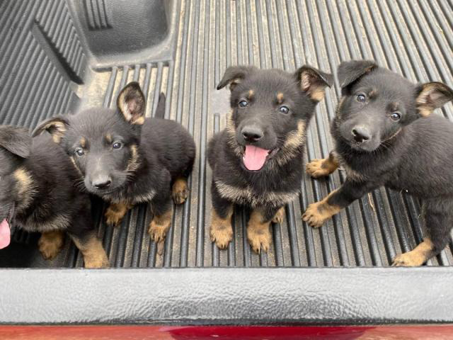 German shepherd puppies for adoption in Houston, Texas ...