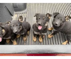 German shepherd puppies for adoption - 1