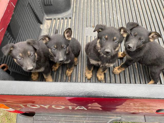 German Shepherd Puppies For Adoption Houston Puppies For Sale Near Me