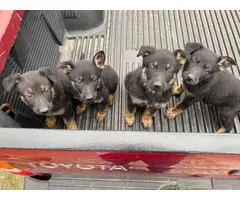 German shepherd puppies for adoption - 2
