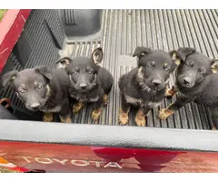 German shepherd puppies for adoption - 3