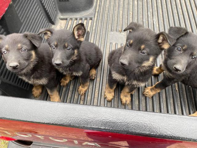 German shepherd puppies for adoption Houston - Puppies for Sale Near Me