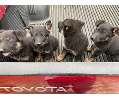 German shepherd puppies for adoption - 5