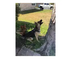German shepherd puppies for adoption - 6