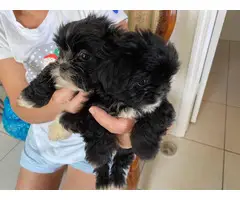 9 weeks old Shihpoo puppies for rehoming