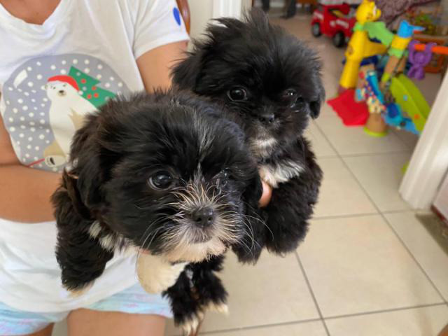 9 weeks old Shihpoo puppies for rehoming West Sacramento - Puppies for ...