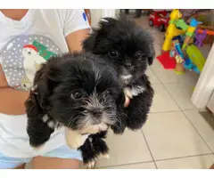 9 weeks old Shihpoo puppies for rehoming - 2