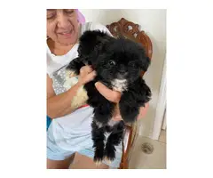9 weeks old Shihpoo puppies for rehoming - 3