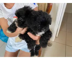 9 weeks old Shihpoo puppies for rehoming - 4