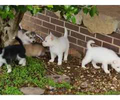 A litter of husky puppies available today - 3