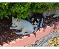 A litter of husky puppies available today - 4