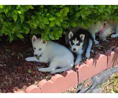 A litter of husky puppies available today - 5