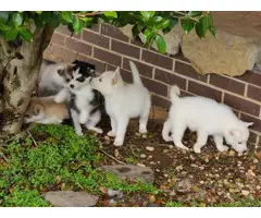 A litter of husky puppies available today - 6